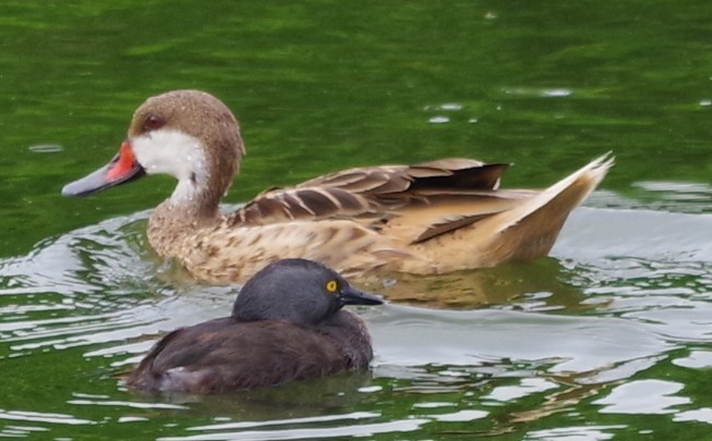White-cheeked Pintail - ML638293430