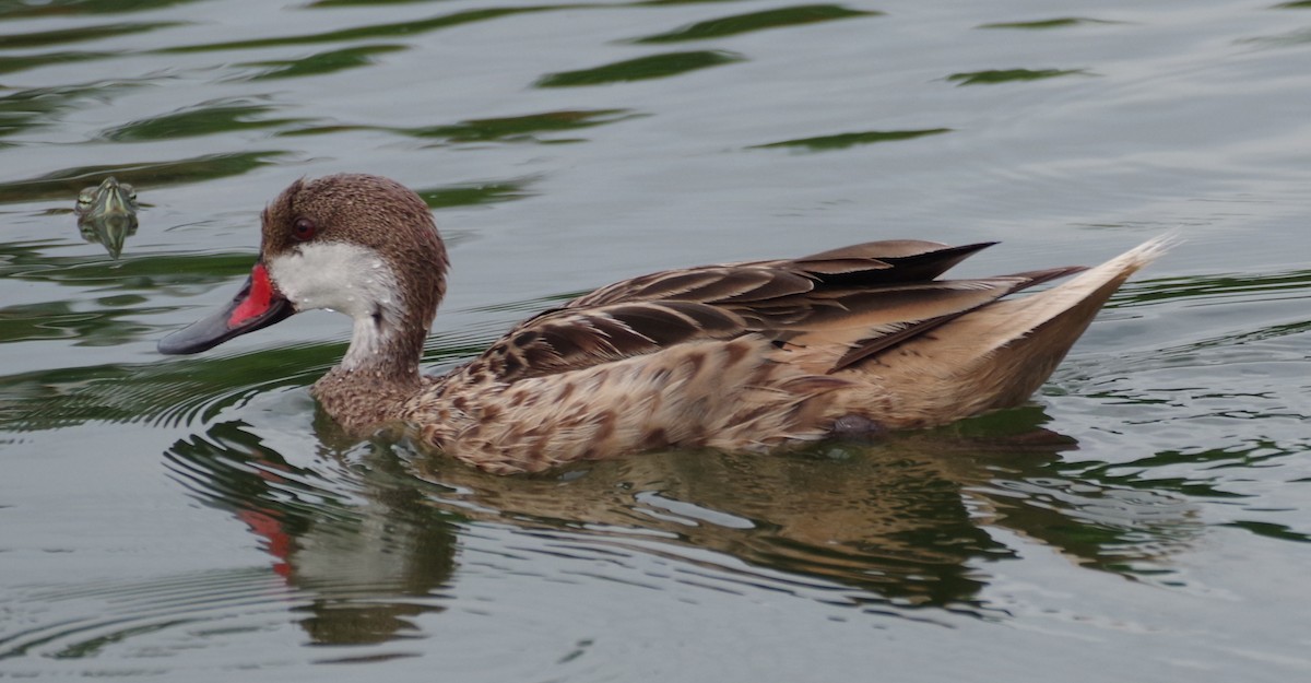 White-cheeked Pintail - ML638293431