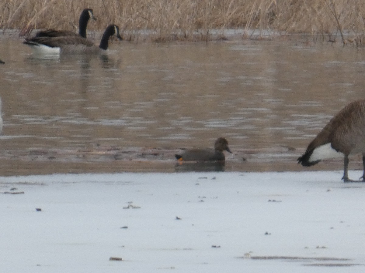 Gadwall - ML638293432