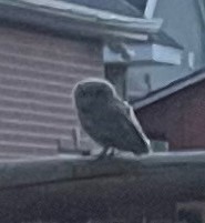 Western Screech-Owl - ML638293434