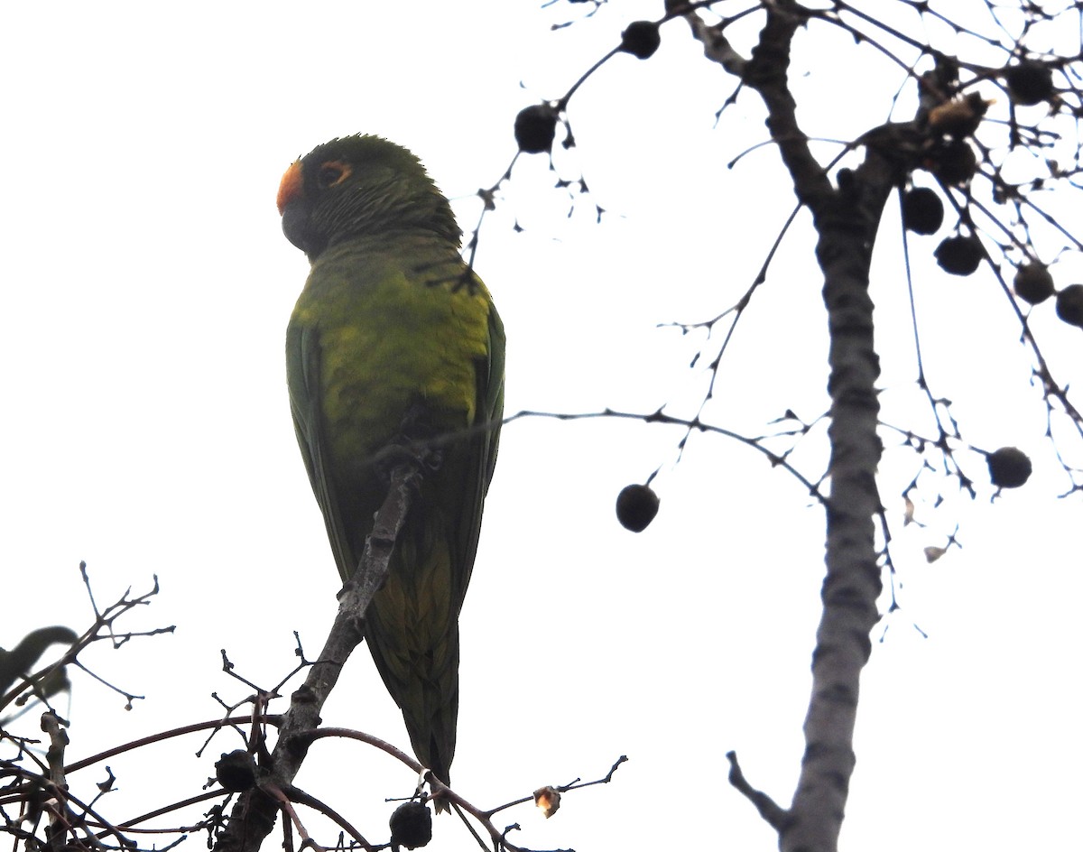 Peach-fronted Parakeet - ML638293458