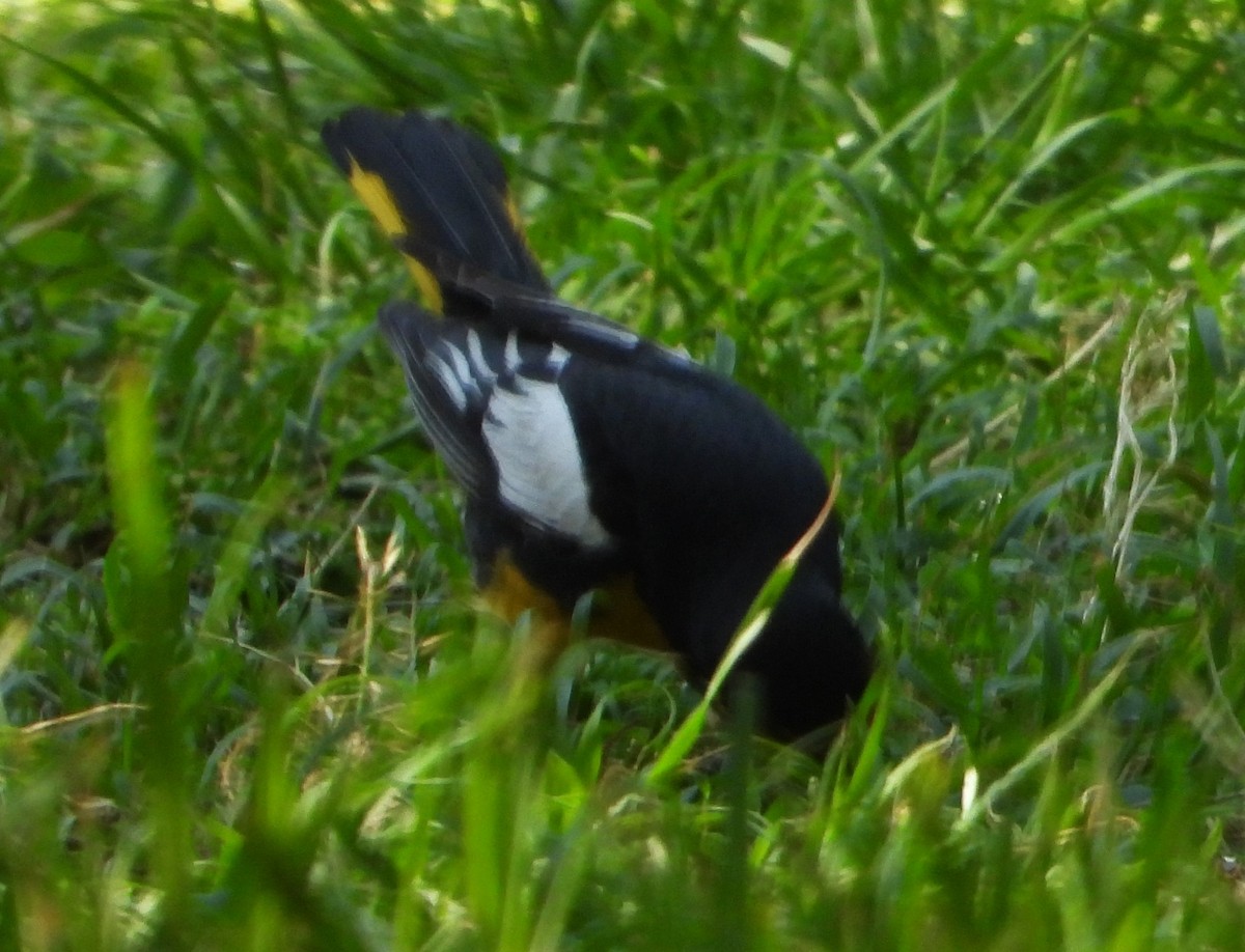 Black-backed Oriole - ML638293459