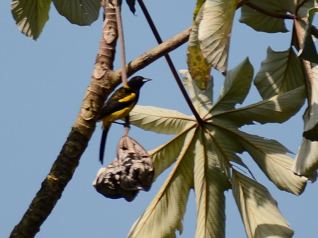 Black-cowled Oriole - ML638293464