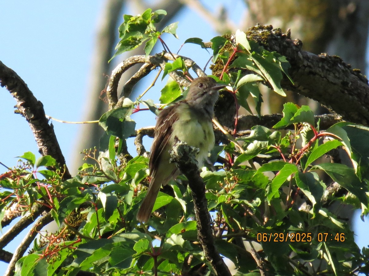 Great Crested Flycatcher - ML638293465