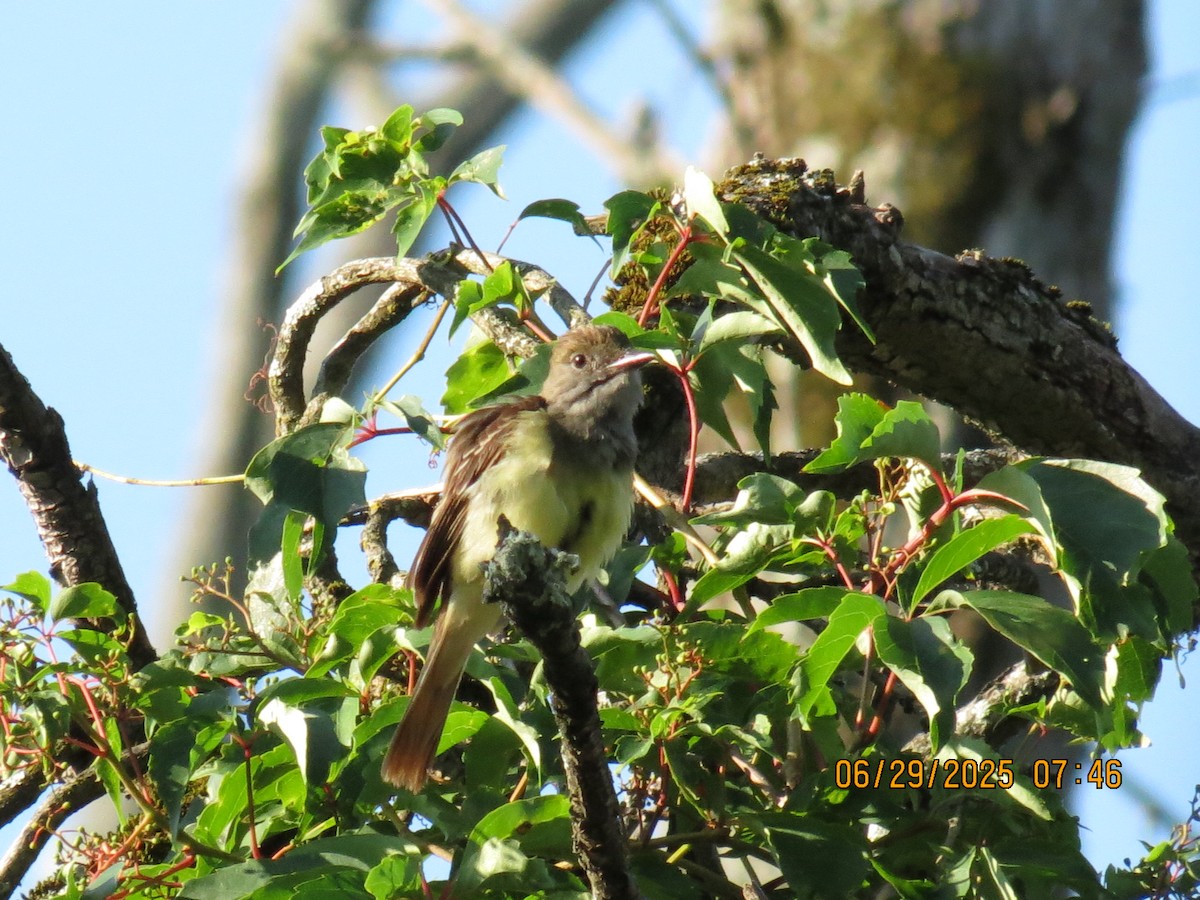 Great Crested Flycatcher - ML638293466