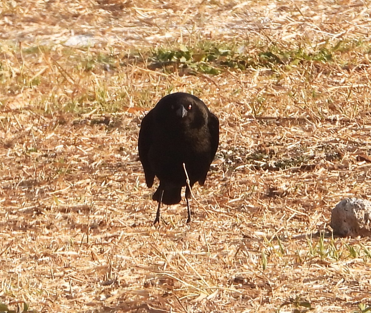 Bronzed Cowbird - ML638293468