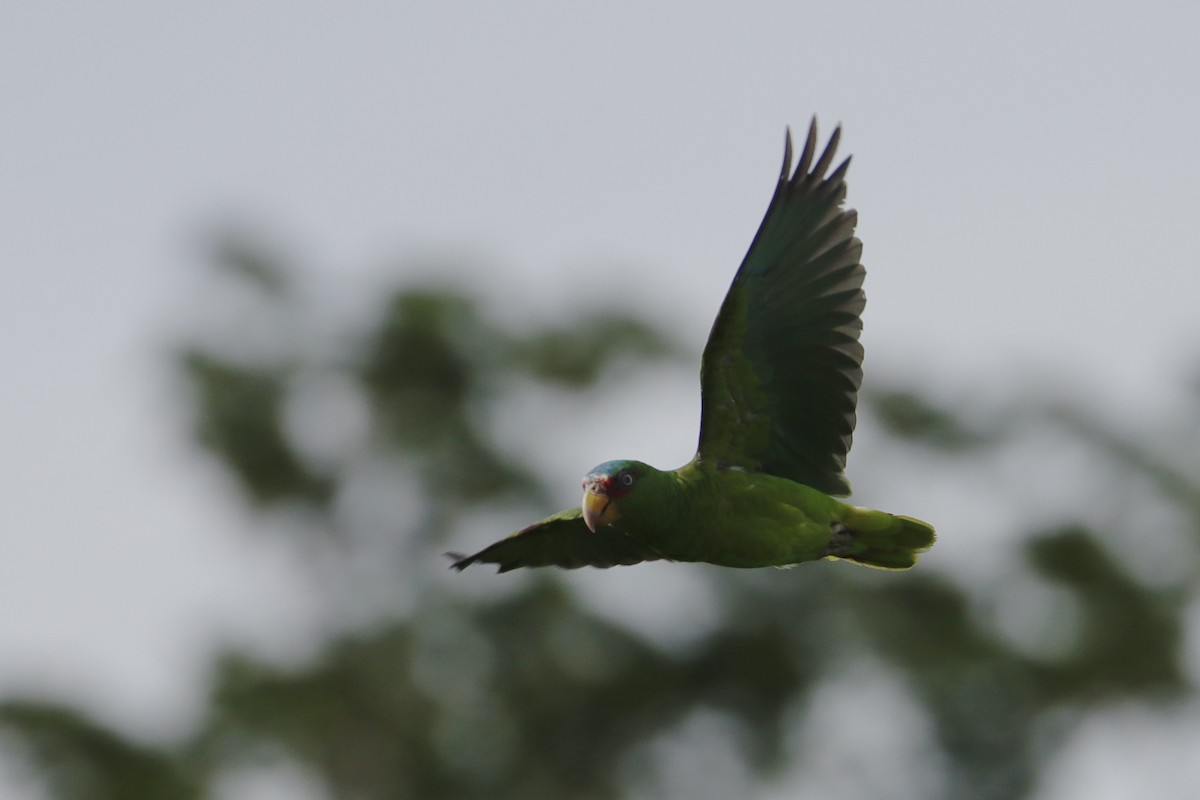 White-fronted Amazon - ML638293480
