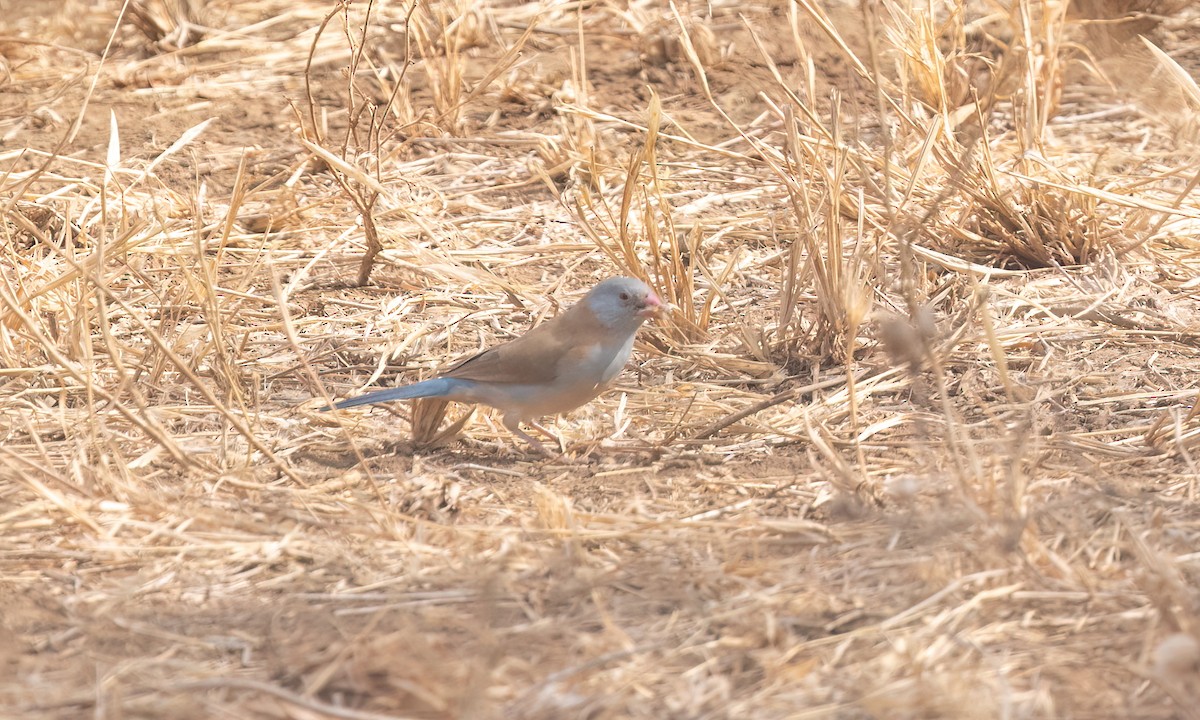 Blue-capped Cordonbleu - ML638293488
