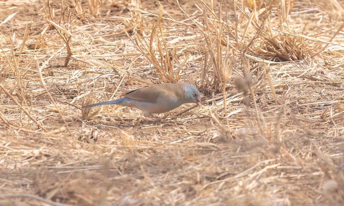 Blue-capped Cordonbleu - ML638293489