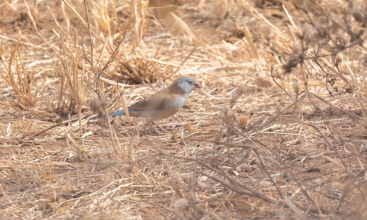Blue-capped Cordonbleu - ML638293490