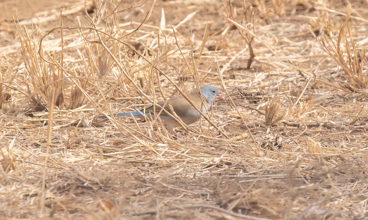 Blue-capped Cordonbleu - ML638293491