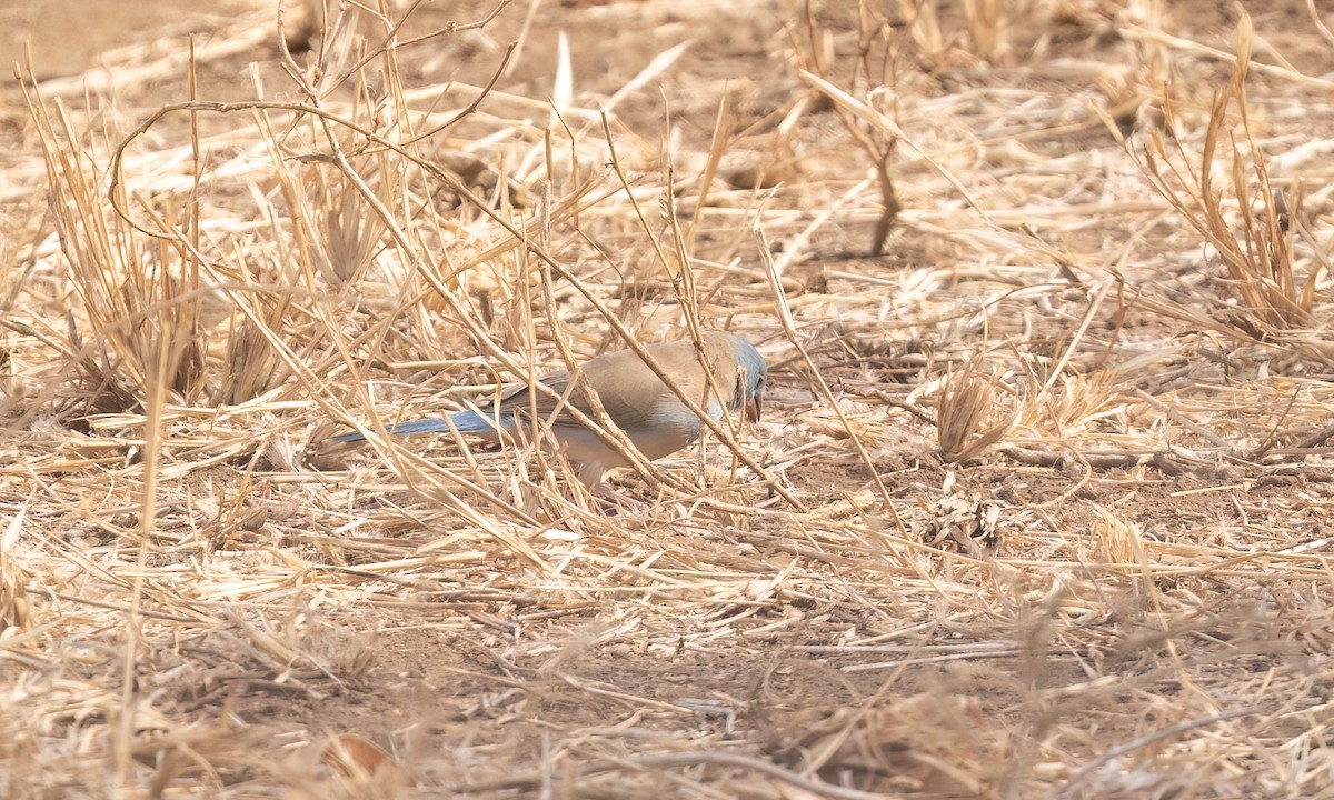 Blue-capped Cordonbleu - ML638293492