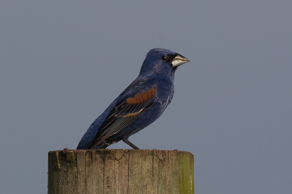 Blue Grosbeak - ML638293494