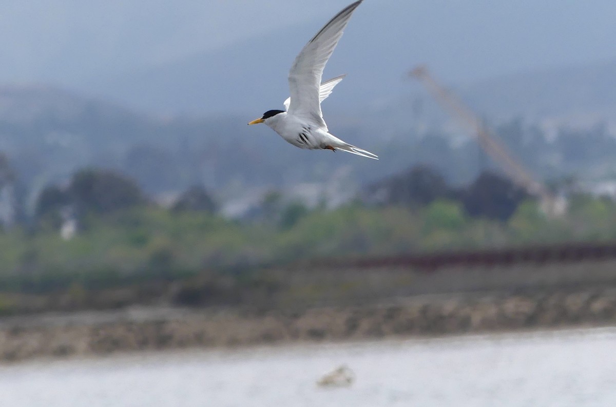 Least Tern - ML638293498
