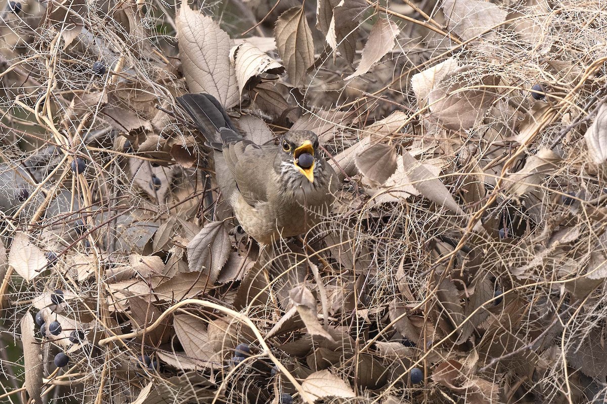 Austral Thrush - ML638293502