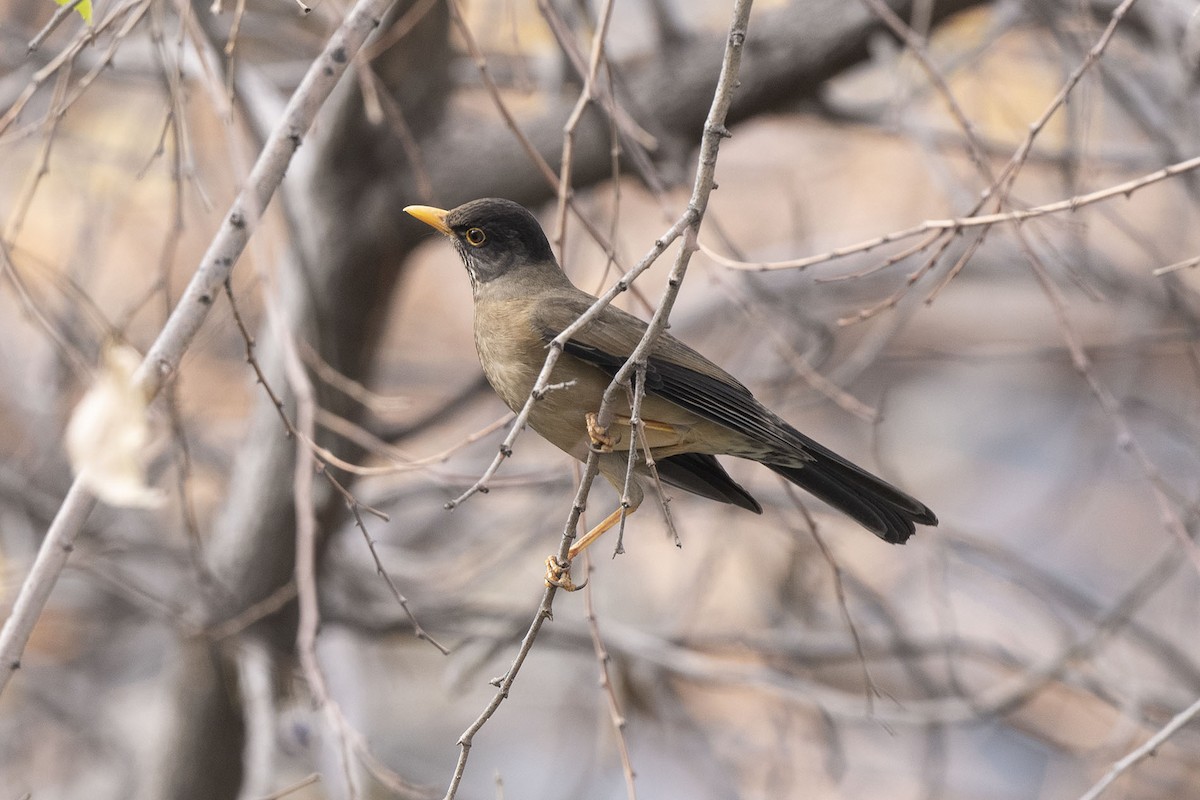 Austral Thrush - ML638293503