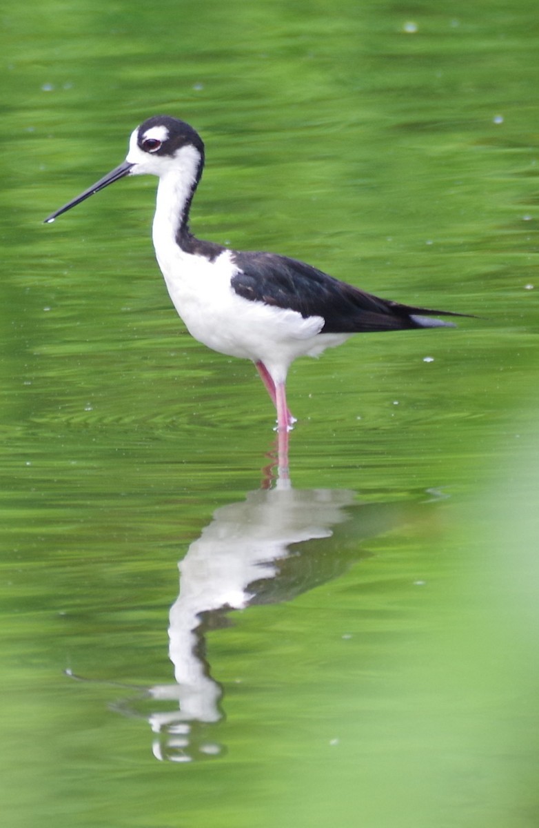 Black-necked Stilt - ML638293508