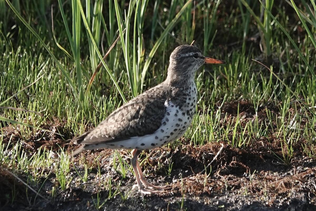 pisík americký - ML638293520