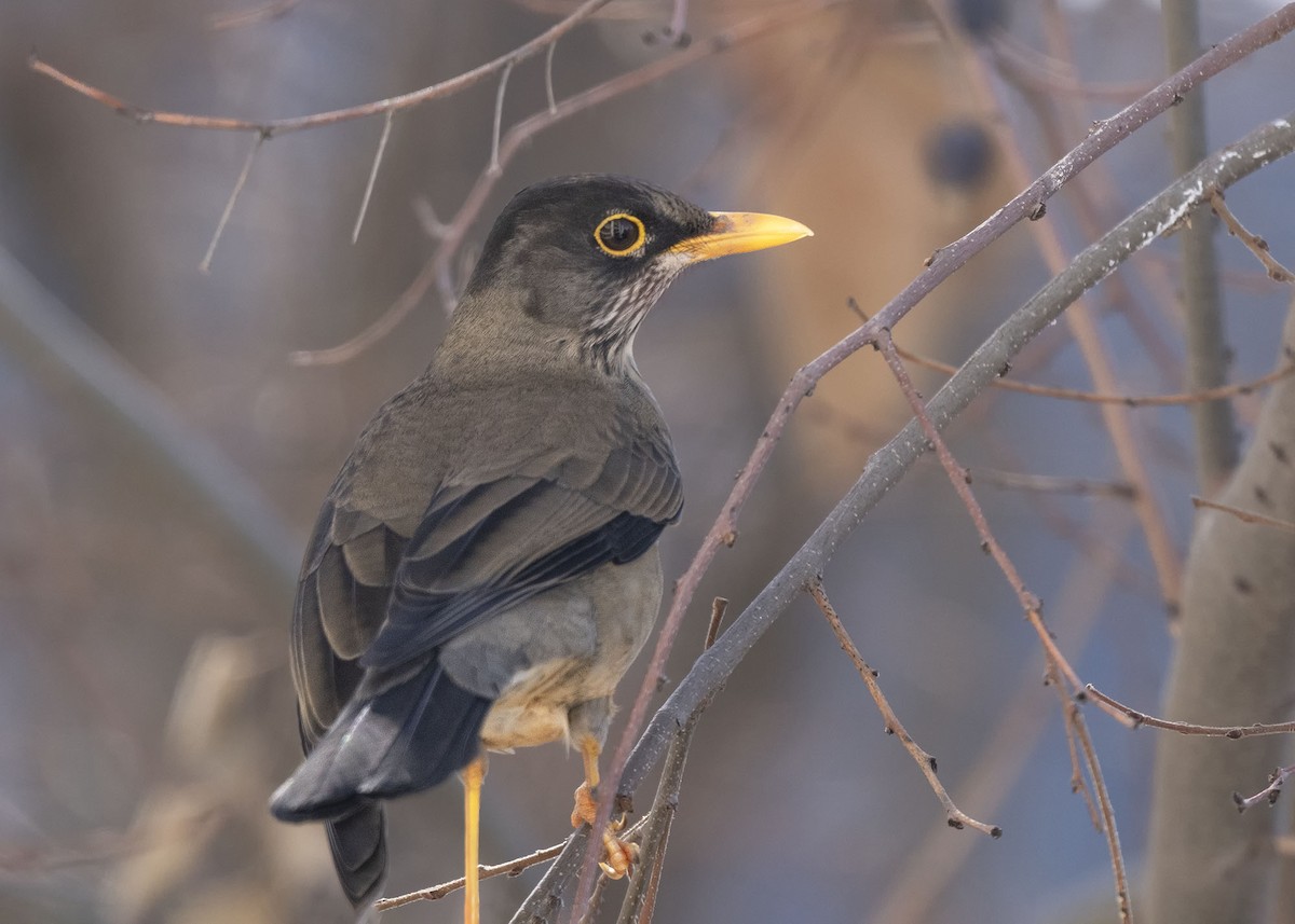 Austral Thrush - ML638293521