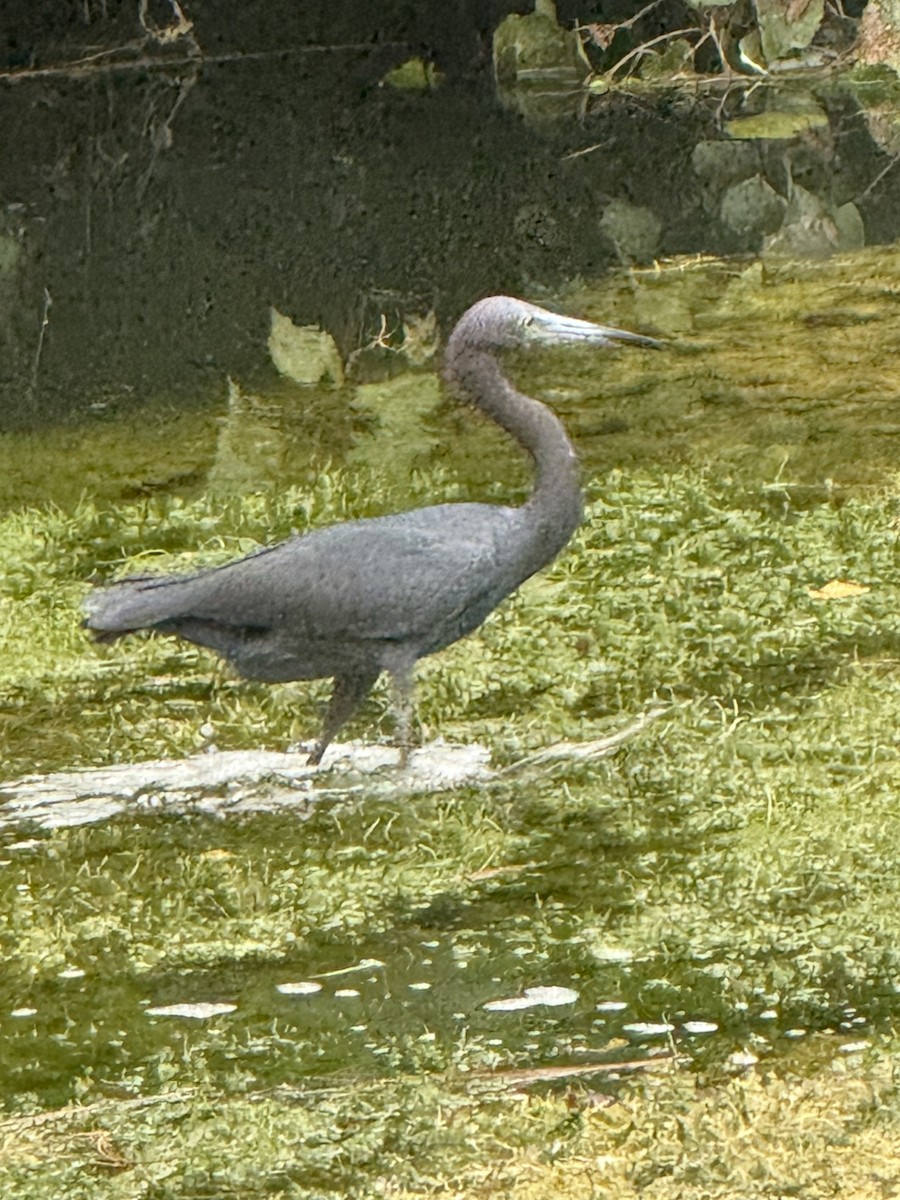 Little Blue Heron - ML638293534