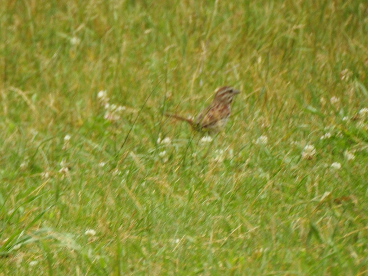 Song Sparrow - ML638293568
