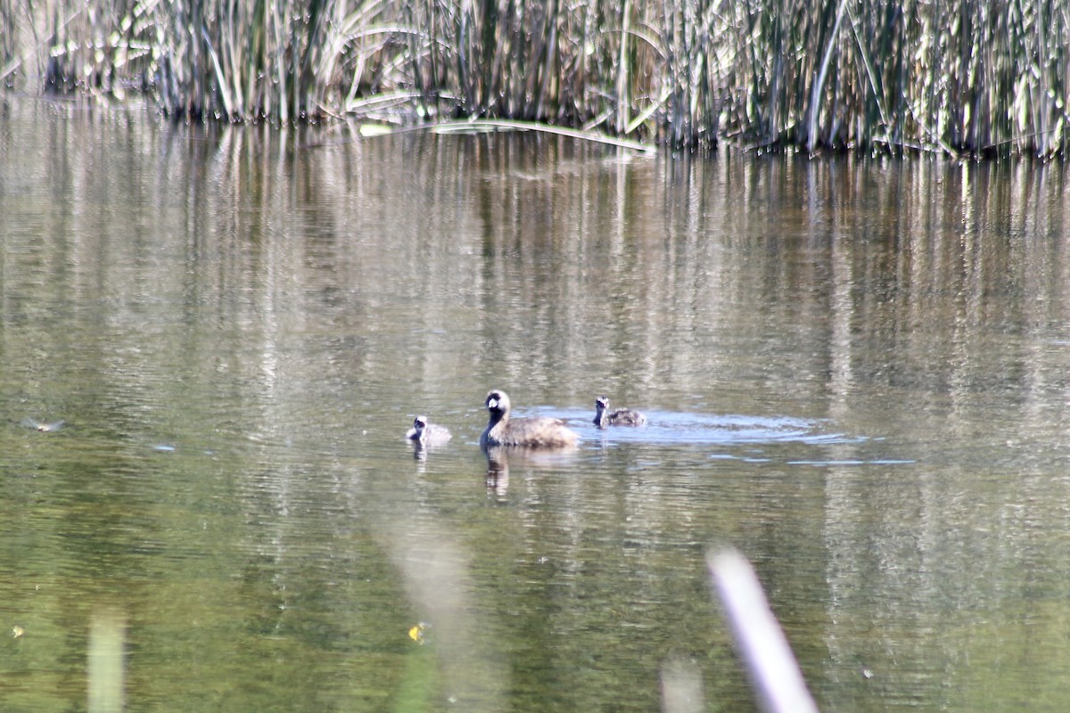 Pied-billed Grebe - ML638293572