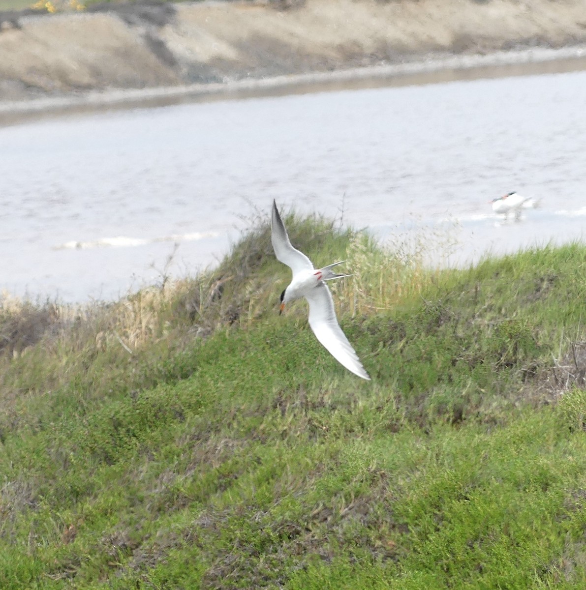Forster's Tern - ML638293583
