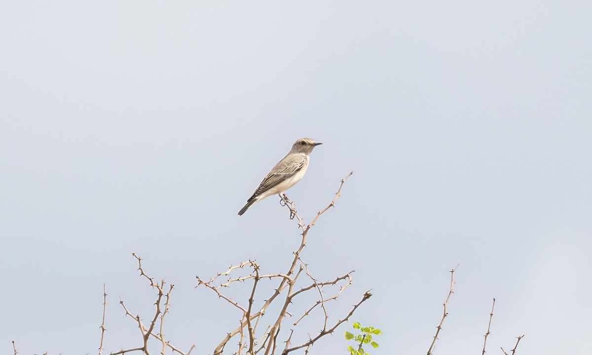 Pied Wheatear - ML638293584