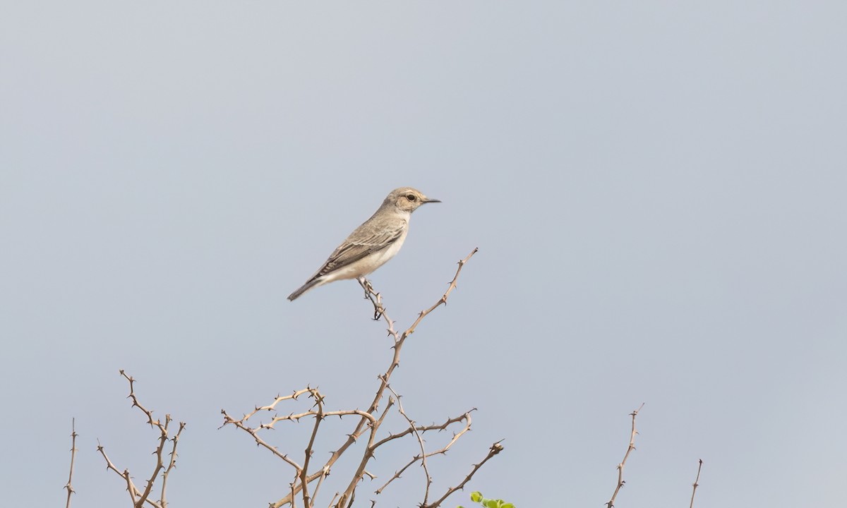 Pied Wheatear - ML638293585