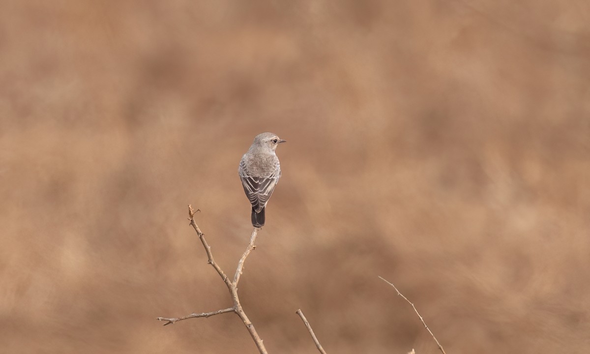 Pied Wheatear - ML638293586