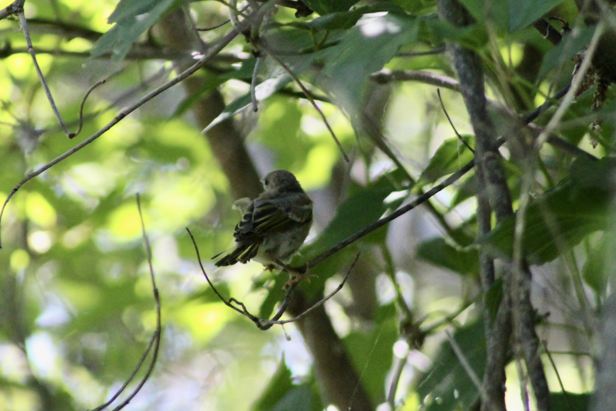 Least Flycatcher - ML638293590
