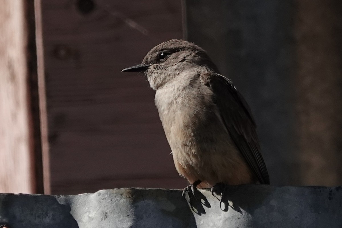 Say's Phoebe - ML638293602