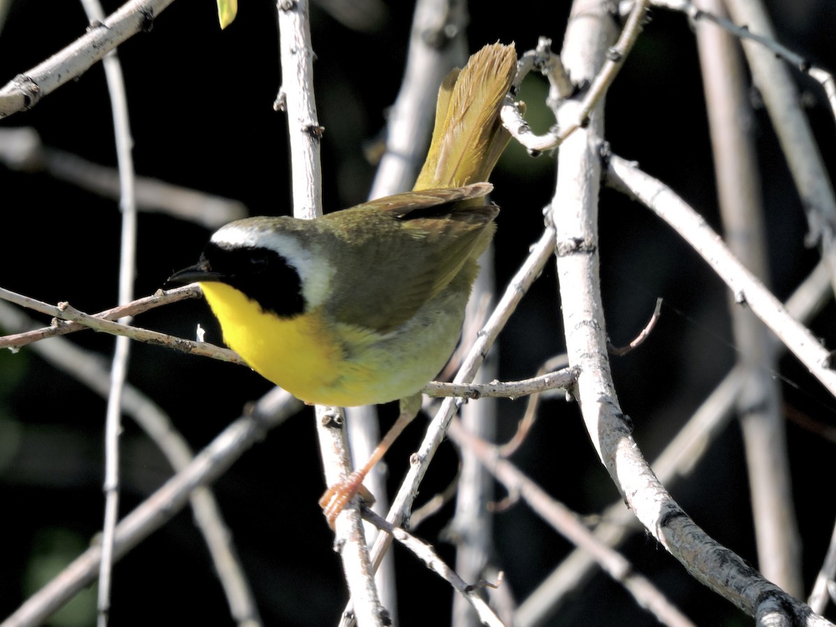 Common Yellowthroat - ML638293603