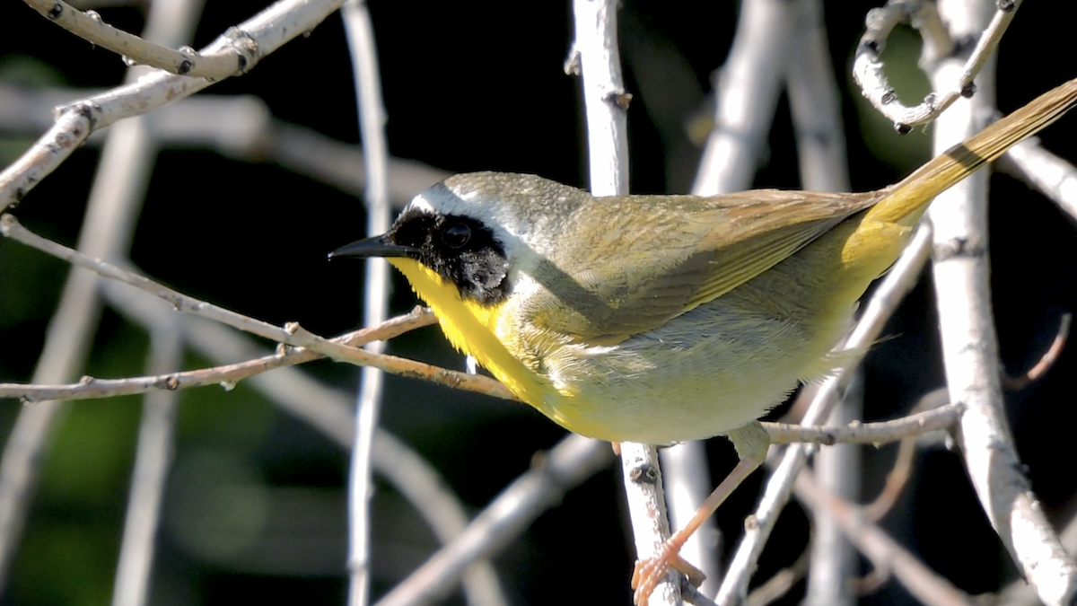 Common Yellowthroat - ML638293605