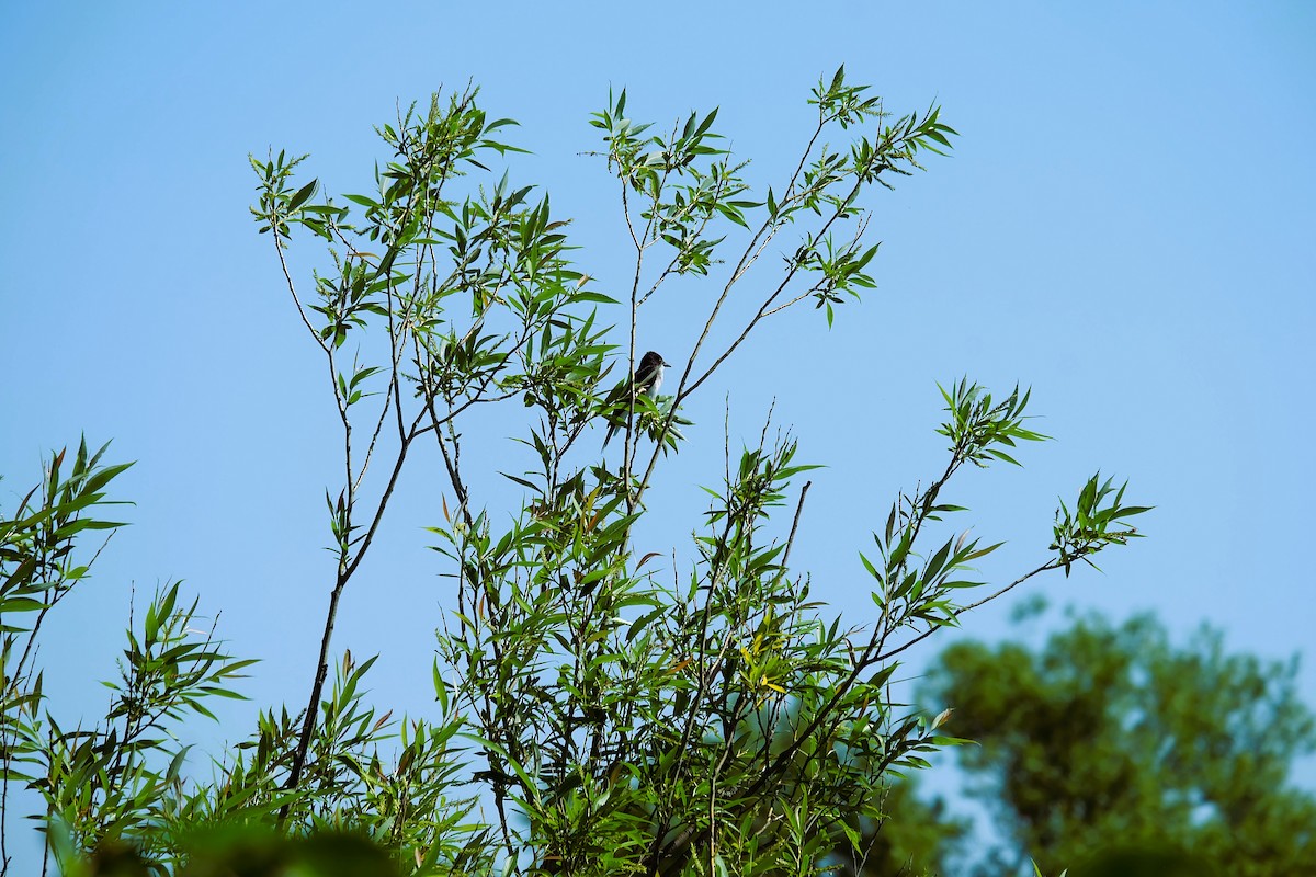 Eastern Kingbird - ML638293606