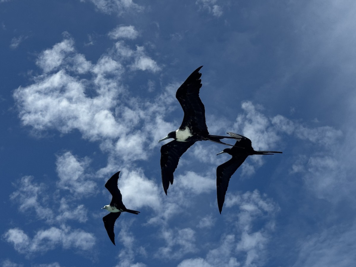 Magnificent Frigatebird - ML638293611