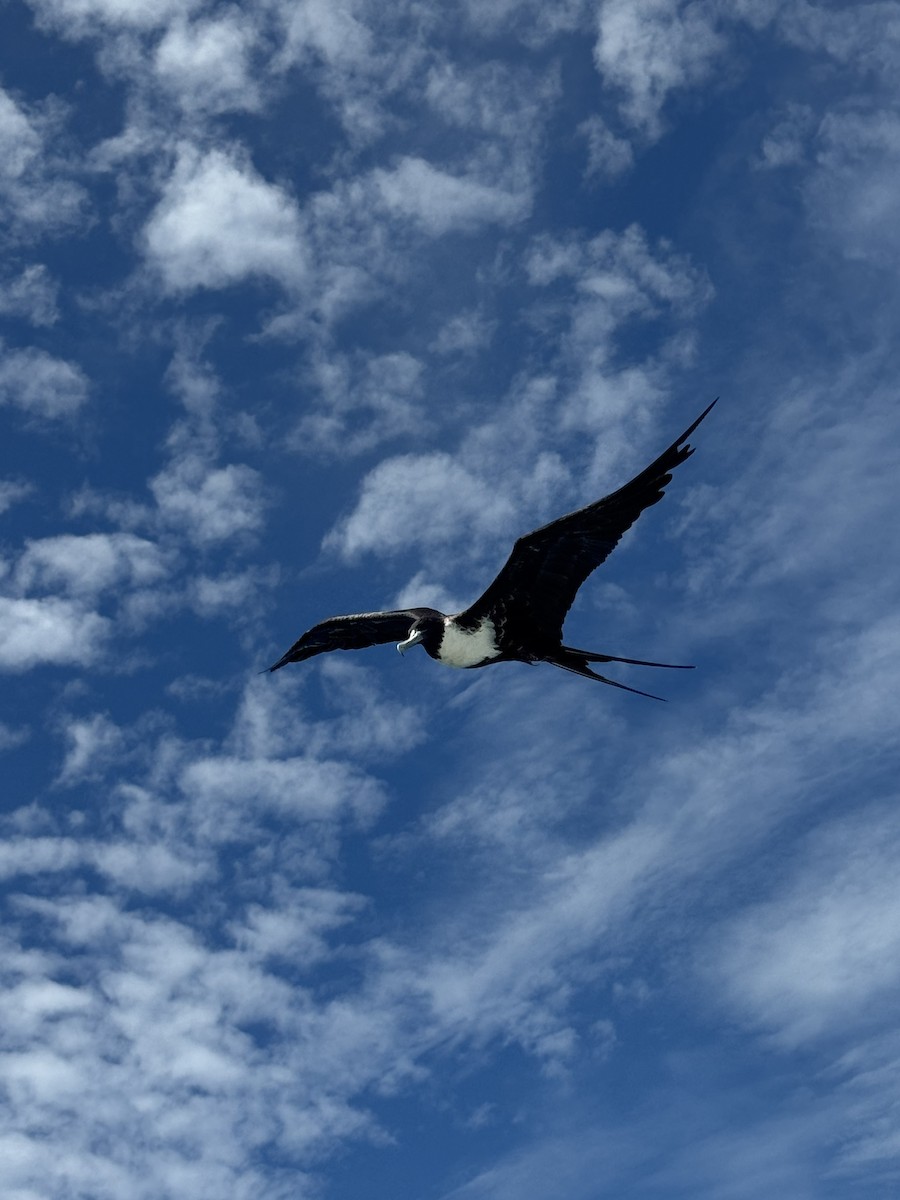 Magnificent Frigatebird - ML638293612