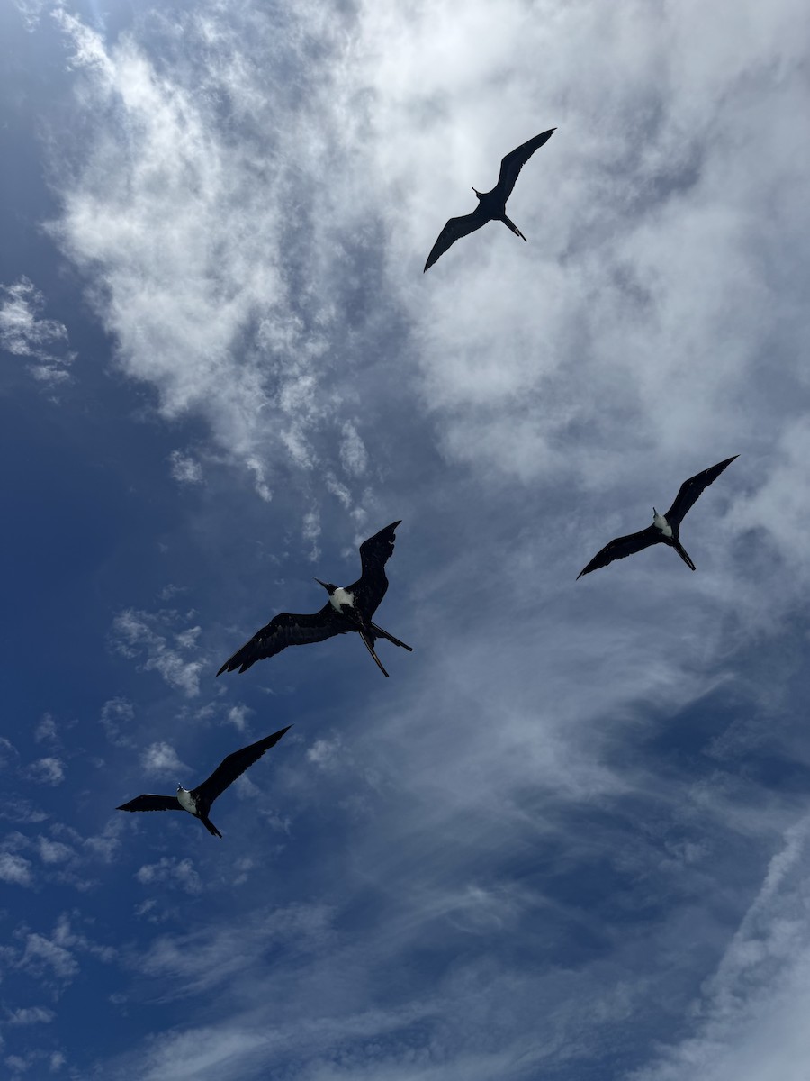 Magnificent Frigatebird - ML638293613