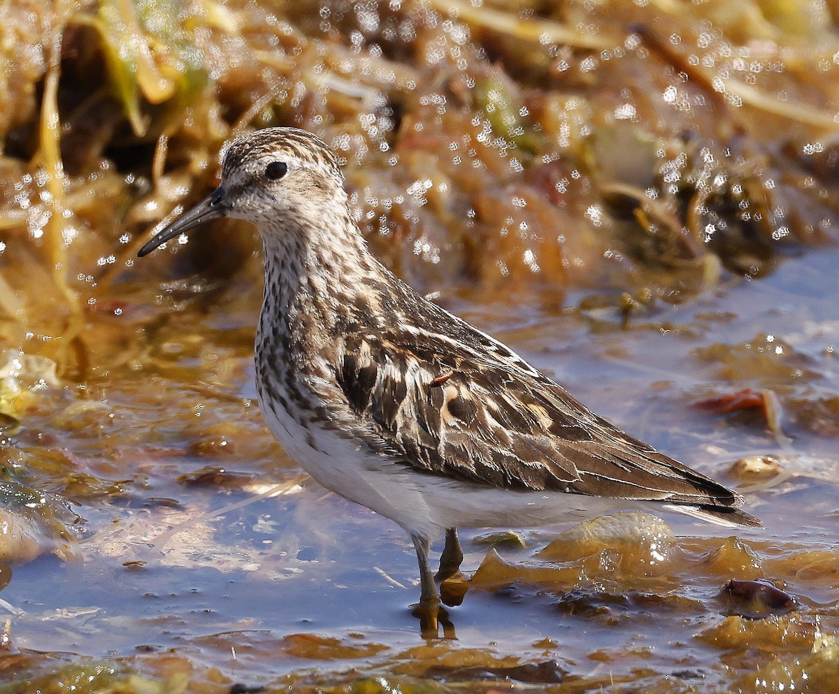 Least Sandpiper - ML638293617