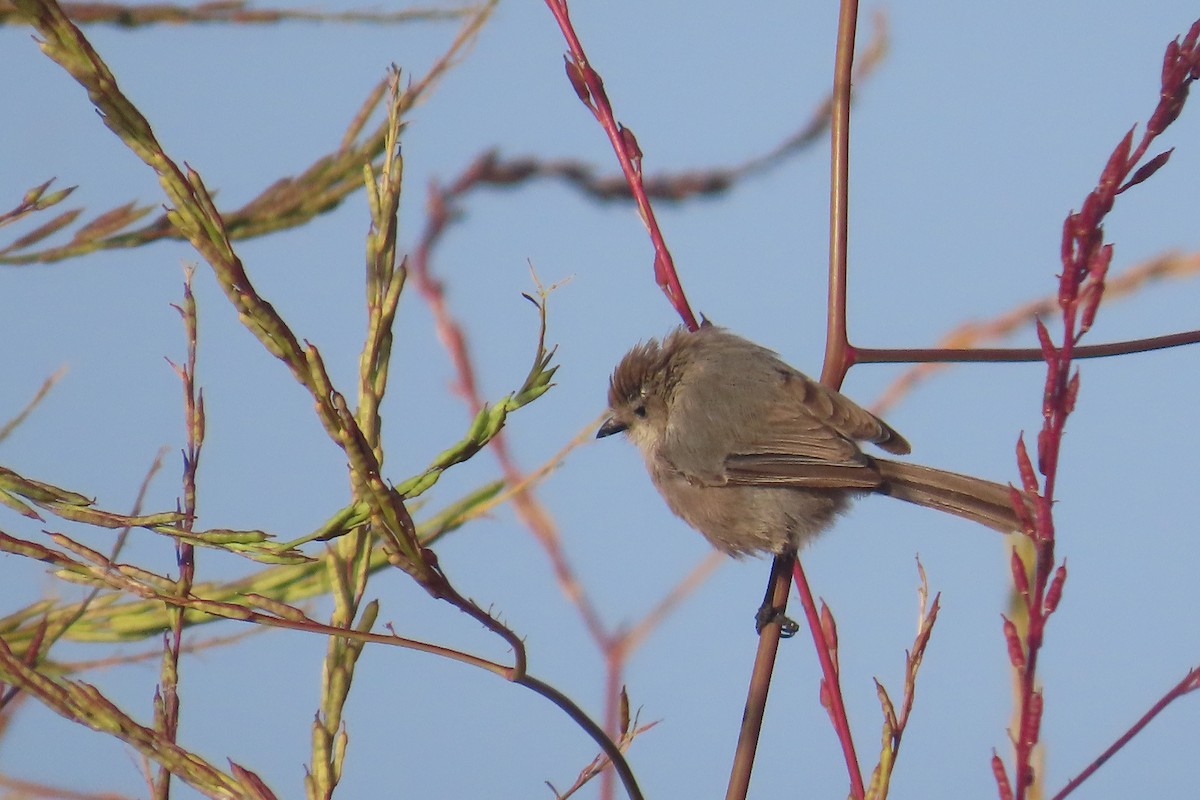 Bushtit - ML638293618
