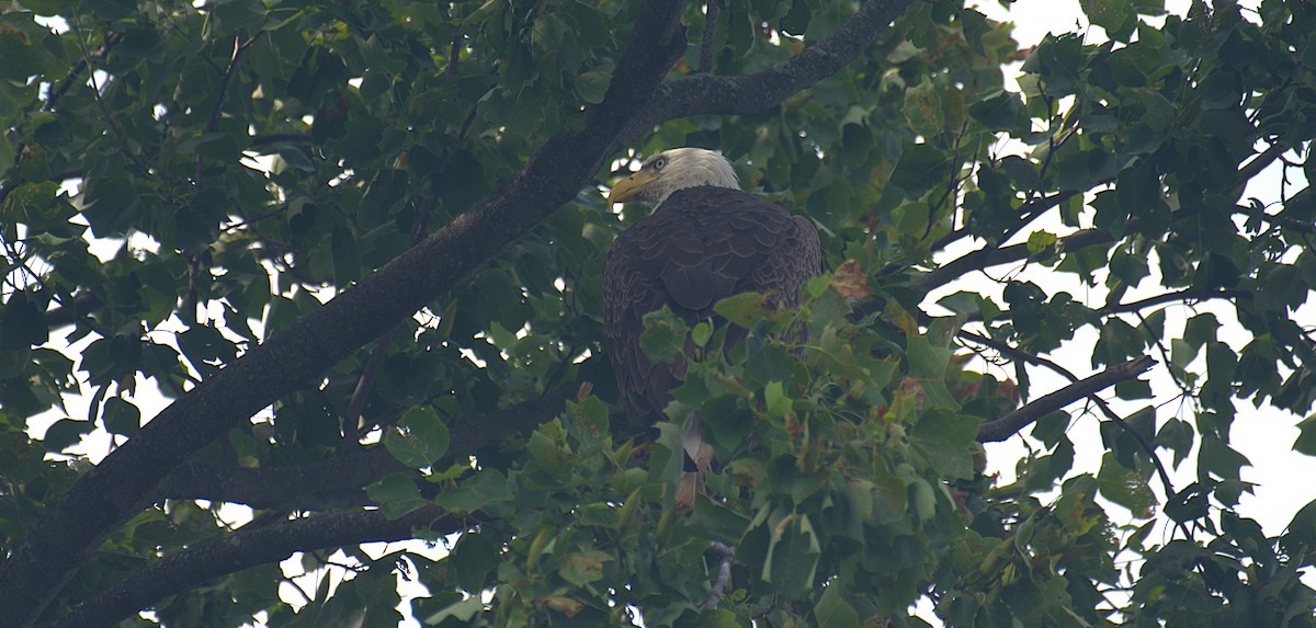 Bald Eagle - ML638293623
