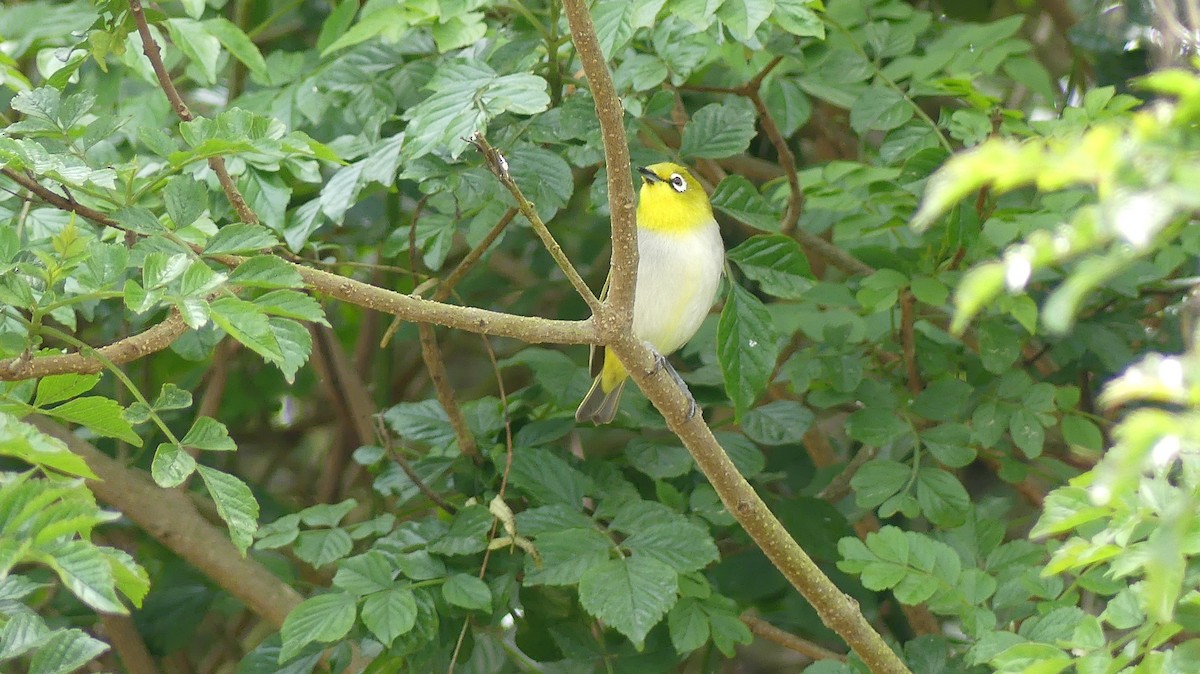 Swinhoe's White-eye - ML638293643