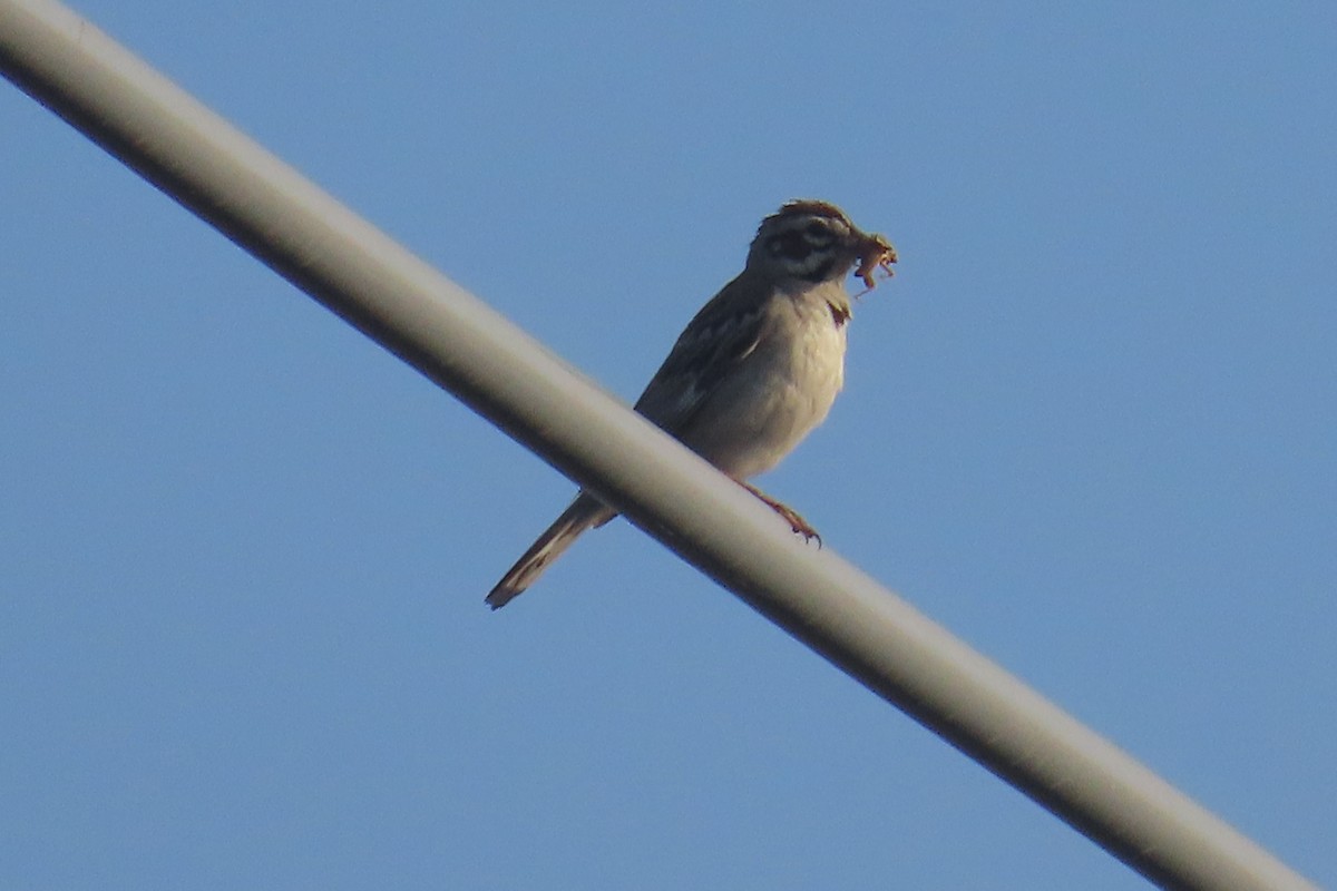 Lark Sparrow - ML638293645