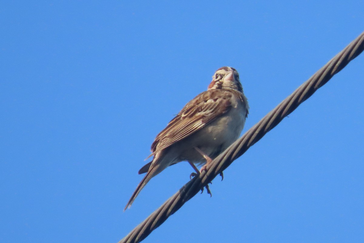 Lark Sparrow - ML638293646
