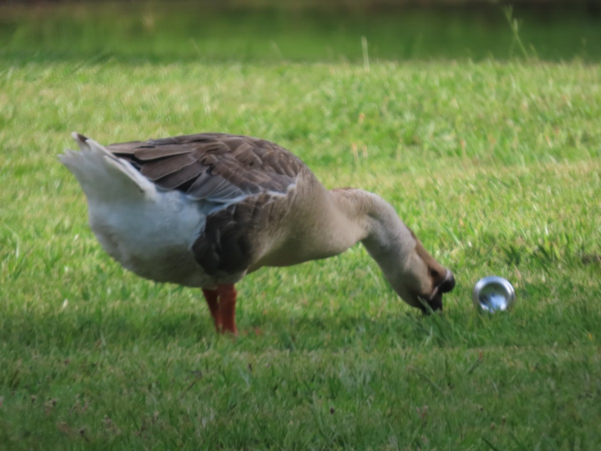 Swan Goose (Domestic type) - ML638293648