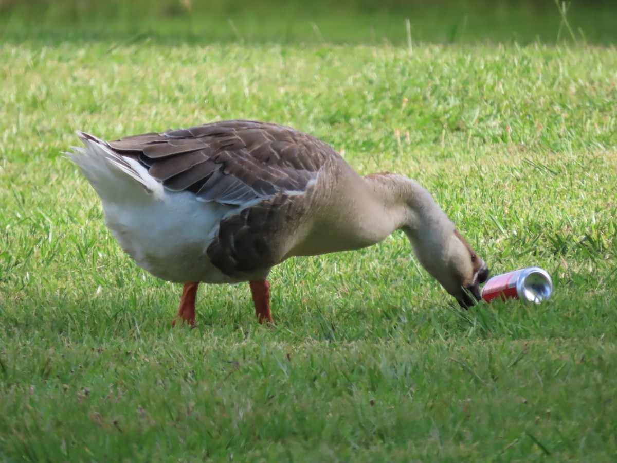 Swan Goose (Domestic type) - ML638293649