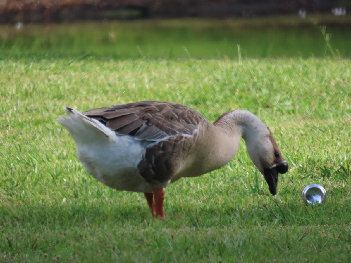 Swan Goose (Domestic type) - ML638293650