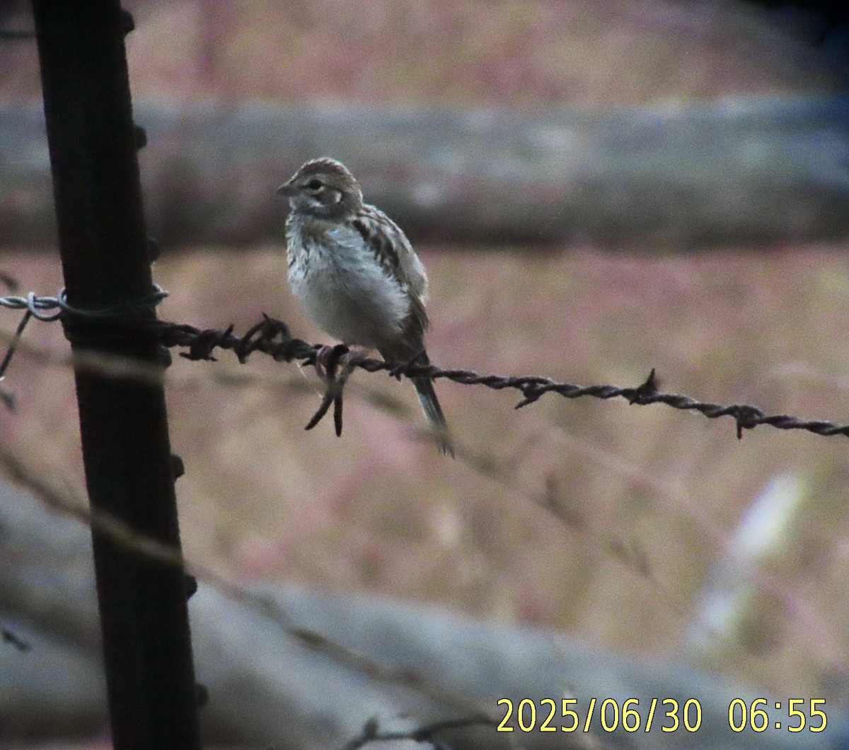 Lark Sparrow - ML638293651