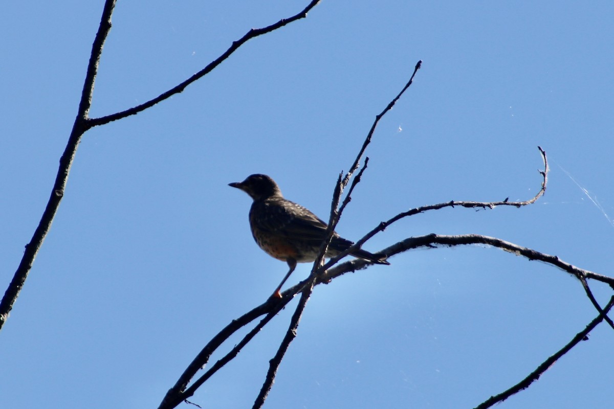 American Robin - ML638293653