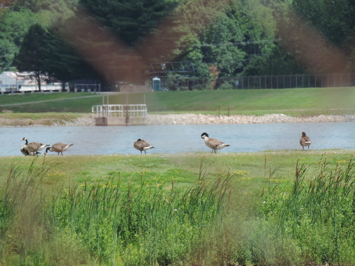 Canada Goose - ML638293654